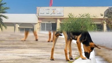 سطات.. كلبٌ ضال يُرسل 3 أشخاص إلى المستعجلات