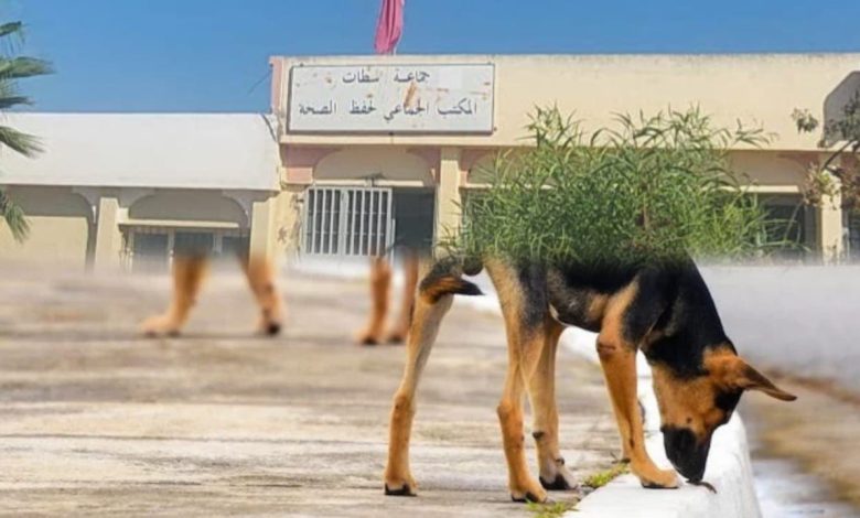سطات.. كلبٌ ضال يُرسل 3 أشخاص إلى المستعجلات