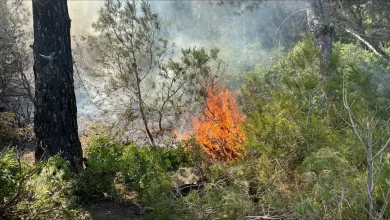 طنجة.. حريق مهول يلتهم غابة هوارة ويستنفر السلطات