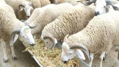وسط أزمة "كبش العيد" بالجزائر.. عصابات جزائرية تبدأ في تهريب "الصواريخ"