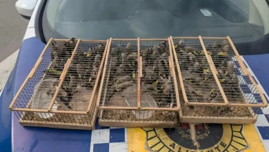 إسبانيا.. إعتقال جزائري حاول تهريب 83 طائر حسون إلى الجزائر