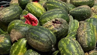 بذور مغشوشة تهدد عشرات الفلاحين بالإفلاس في سوس