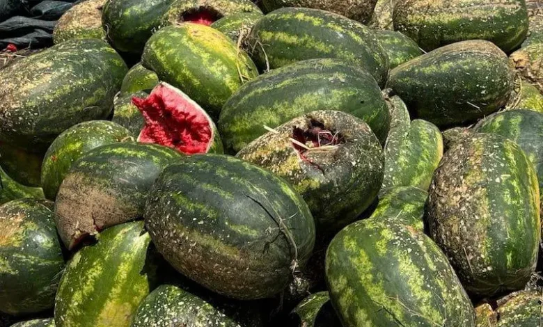 بذور مغشوشة تهدد عشرات الفلاحين بالإفلاس في سوس