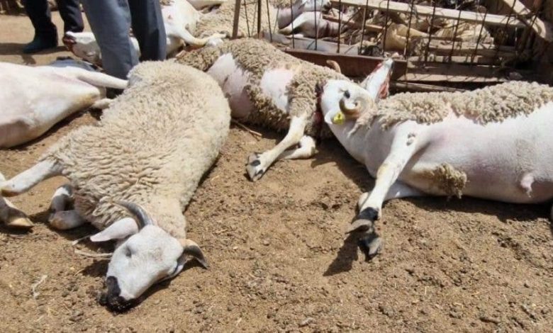 فضيحة جديدة للأكباش في الجزائر.. دفن هيكل 40 كبشًا فاسدًا بالجير