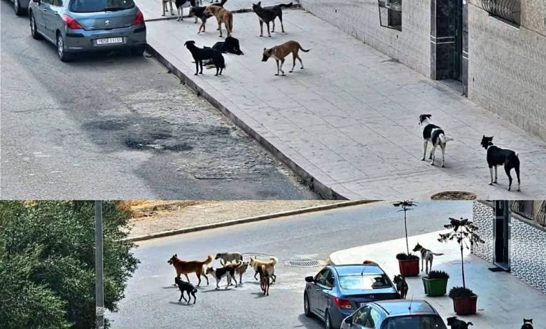 الكلاب الضالة تغزو شوارع برشيد و المجلس الجماعي في “وضع المتفرج”