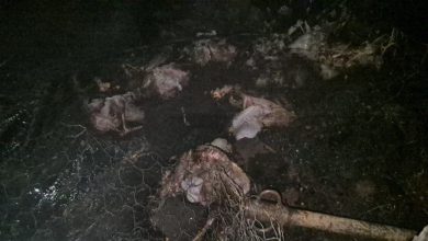 انفجار قنينة غاز يحرق 10 رؤوس أغنام ويشرّد أسرة فقيرة بضواحي بني ملال(فيديو)