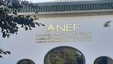 طنجة .. الوكالة الوطنية للمياه والغابات تنفي اجتثاث غير قانوني لأشجار غابة البرج