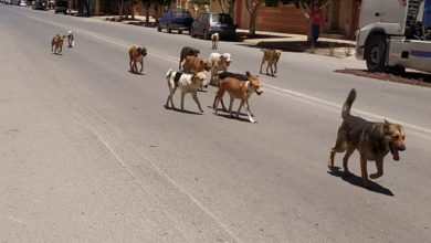 كلاب ضالة تهاجم أطفالًا في حي براقة بالناظور وتثير مخاوف الساكنة