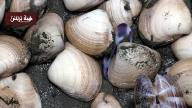 رفع الحظر عن جمع وتسويق الصدفيات بمنطقة لكراع ببوجدور